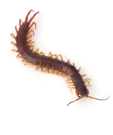 Pest Control Chandler